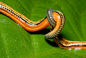 Tiger leeches mating