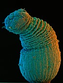 Coloured SEM of Sipunculid peanut worm,Phascolion