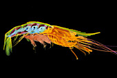 Col X-ray of the shrimp,Palaemon serratus