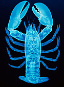 X-ray of lobster