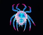 Spider crab X-ray