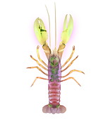 Lobster,X-ray