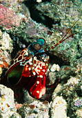 Harlequin mantis shrimp
