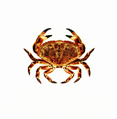 Common crab