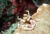 Porcelain crab feeding