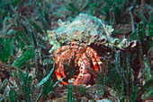 Blade-eyed hermit crab