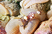 Anemone shrimp in its anemone