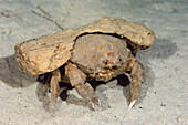 Large sponge crab