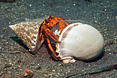 Scarlet hermit crab