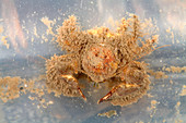 Broad clawed porcelain crab