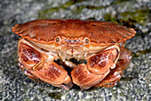 Edible crab