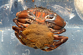 Common shore crab carrying eggs