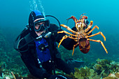 Diver holding a crayfish