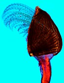 Goose barnacle,light micrograph