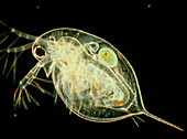 Female waterflea