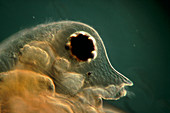 LM of head of a water flea