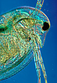 LM of the head of a water flea,Daphnia sp