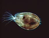 Seed shrimp,light micrograph
