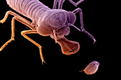 Water flea defence,SEM