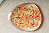 Brine shrimp larvae