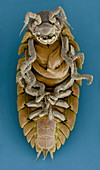 Woodlouse,SEM