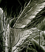 SEM of antennae of springtail (Collembola)