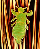 False-colour SEM of a human head louse