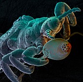 Human head louse with egg