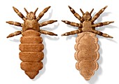 Head lice,artwork