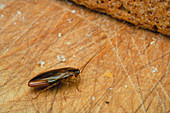 Blatella germanica,the German cockroach