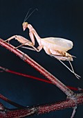 A newly emerged female mantis