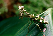 Mantis,Acontiothespis sp.,Trinidad
