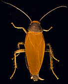False-colour SEM of American cockroach (top view)