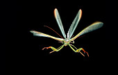 Image of a praying mantis in flight