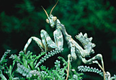 Macrophoto of camouflaged mantis from Saudi Arabia