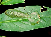 Leaf mimic mantis from Ecuador