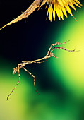 High-speed photo of Empusa mantis in mid-air