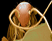 Head of a German cockroach (Blattella germanica)