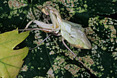 Newly moulted mantis