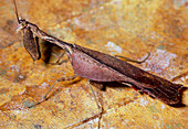 Male dead-leaf mantis