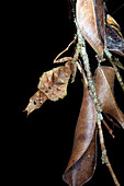 Dead-leaf mantis