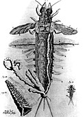 Dissection of mayfly larva by Swammerdam,1675