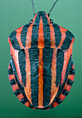 The bug,Graphosoma italicum,with warning colours