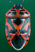 The bug,Eurydema ornatum,with warning colours