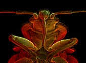 Coloured SEM of a bed bug,Cimex lectularius