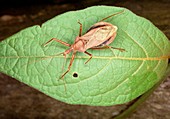 Assassin bug in the Amazon rainforest,Ecuador