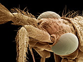 Insect's head,SEM