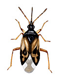 Common flower bug