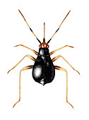 Female capsid bug