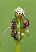 Ground bugs mating